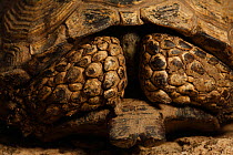 Gopher tortoise (Gopherus berlandieri) with head withdrawn into shell, South Texas, USA, April.