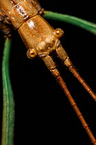 Walkingstick (Phasmatidae) South Texas, USA, April.