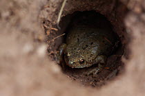 Great plains narrowmouth toad (Gastrophryne olivacea) in a tarantula burrow, South Texas, USA, April.