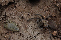 Great plains narrowmouth toad (Gastrophryne olivacea) and Tarantula (Aphonopelma sp) sharing  shelter under a rock, South Texas, USA, April.