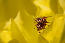 Pair of flies (Diptera) mating on a cactus flower, South Texas, USA, April.