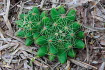 Cactus (Mammillaria longimamma) south Texas, USA, April.