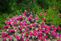 Strawberry cactus (Echinocereus enneachanthus) in flower, South Texas, USA, April.