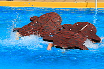Children in swimming pool racing in Japanese giant salamander (Andrias japonicus) costume, in Salamander Festival, Yubara, Honshu, Japan, August.