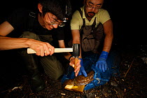 Professor Matsui's work team studying cases of hybridisation Japanese giant salamander (Andrias japonicus) and introduced Chinese giant salamander (Andrias davidianus). Removing tissue sample from spe...