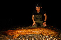 Professor Matsui looking at Japanese giant salamander (Andrias japonicus) at night. This massive specimen measures 1.3m and weighs 11.4kg and is likely to be a hybrid with the Chinese giant salamander...