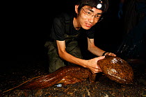 Professor Matsu's team studying cases of hybridisation between Japanese giant salamander (Andrias japonicus) and introduced Chinese giant salamander (Andrias davidianus) with specimen just caught in t...