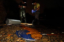 Professor Matsui's team studying possible case of hybridisation Japanese giant salamander (Andrias japonicus) and introduced Chinese giant salamander (Andrias davidianus) with specimen just caught in...