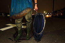 Member of Professor Matsui's team with possible hybrid  between Japanese giant salamander (Andrias japonicus) and introduced Chinese giant salamander (Andrias davidianus) specimen just caught in the Kamo river at night, Kyoto, Japan, August 2010.