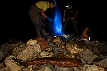 Professor Matsui's work team studying cases of hybridisation Japanese giant salamander (Andrias japonicus) and introduced Chinese giant salamander (Andrias davidianus) specimen just caught in the Kamo...