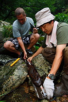 Professor Sumio Okada and researchers Japanese giant salamander (Andrias japonicus) Honshu, Japan. August 2010.