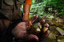 Scientist holding river crab, important prey of Japanese giant salamander (Andrias japonicus) Honshu, Japan. August 2010.