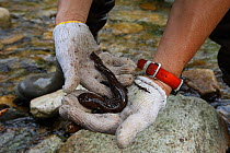 Scientist holding young Japanese giant salamander (Andrias japonicus) Honshu, Japan. August 2010.