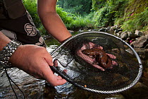 Researcher Professor Sumio Okada with Japanese giant salamander (Andrias japonicus) Honshu, Japan. August 2010.