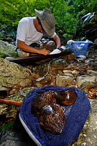 Professor Sumio Okada with Japanese giant salamander (Andrias japonicus) caught in net during research. Honshu, Japan, August 2010.