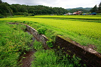 Artificial banks to create a paddy field. This can be a issue for Japanese giant salamanders as it disrupts their habitat. Honshu, Japan, August 2010.