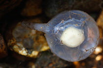 Japanese giant salamander (Andrias japonicus) egg which has accidentally been removed from the nest, Honshu, Japan, August.