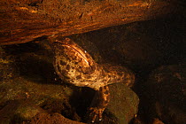 Japanese giant salamander (Andrias japonicus)  Honshu, Japan.