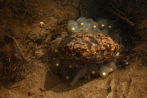 Japanese giant salamander (Andrias japonicus) nest with eggs and adult during spawning, Honshu, Japan, September.