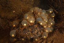 Japanese giant salamander (Andrias japonicus) nest with eggs and adult during spawning, Honshu, Japan, September.