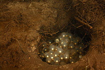 Japanese giant salamander (Andrias japonicus) nest with eggs, Honshu Japan