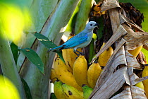Blue-gray tanager (Thraupis episcopus) on banana or plantain (Musa) Colombia.