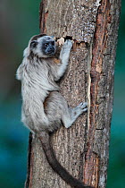 Silvery-brown bare faced tamarin (Saguinus leucophus) captive, endemic to Colombia.