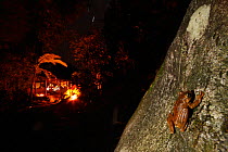 Tree frog (Hyla crepitans) at night with camp fire in the background. Sierra Nevada de Santa Marta, Colombia, January.