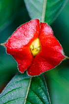 Hot lips flowers (Psychotria poeppigiana) in rainforest, Sierra Nevada de Santa Marta Colombia, January.