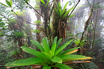 Bromeliads and epiphytes in tropical mountain forest, Sierra Santa Marta NP, Sierra Nevada de Santa Marta, Colombia