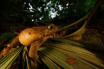 Cane toad (Bufo marinus) with body  inflated to deter predators, Sierra Nevada de Santa Marta, Colombia,