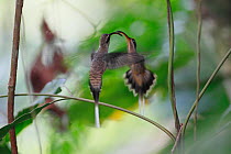 Hummingbird (Phaethornis longuemareus) courtship display, Sierra Nevada de Santa Marta, Colombia.
