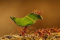 Leaf cutter ant (Atta sp) carrying leaves, Sierra Nevada de Santa Marta, Colombia.