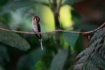 Hummingbird (Phaethornis longuemareus) in courtship display. Sierra Nevada de Santa Marta, Colombia.