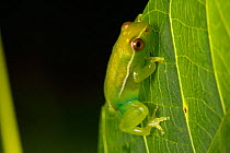 Long nosed reed frog (Hyperolius nasutus) Bateke Plateau NP, Gabon.