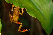Tropical frog (Hyperolius sp) trying to climb onto leaf, Bateke Plateau NP, Gabon.