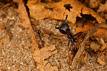 Driver ant (Dorylus sp) Bateke Plateau NP, Gabon.
