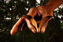 Winged Liana seed  known as a 'samara', in tropical forest, Bateke Plateau, Gabon.