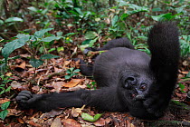 Western lowland gorilla (Gorilla gorilla gorilla) orphan juvenile age 5 years resting, PPG  reintroduction project managed by Aspinall Foundation, Bateke Plateau National Park, Gabon, June 2011