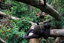 Western lowland gorilla (Gorilla gorilla gorilla) orphan juvenile age 5 years, in a reintroduction project, PPG, managed by Aspinall Foundation, Bateke Plateau National Park, Gabon, June.