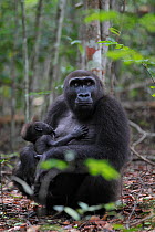 Western lowland gorilla (Gorilla gorilla gorilla) reintroduced female suckling her young infant, born in the wild. Reintroduction project, PPG, managed by Aspinall Foundation, Bateke Plateau National...