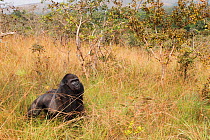 Western lowland gorilla (Gorilla gorilla gorilla) 'Tonga' a 15 years old silver back gorilla, at forest edge / savannah. PPG reintroduction project  managed by Aspinall Foundation, Bateke Plateau Nati...