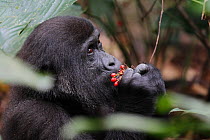 Western lowland gorilla (Gorilla gorilla gorilla) orphan juvenile age 5 years feeding on berries. PPG reintroduction project  managed by Aspinall Foundation, Bateke Plateau National Park, Gabon, June...