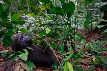Western lowland gorilla (Gorilla gorilla gorilla) orphan juvenile age 5 years, in a reintroduction project, PPG, managed by Aspinall Foundation, Bateke Plateau National Park, Gabon, June 2011