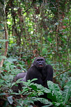 Western lowland gorilla (Gorilla gorilla gorilla) 'Tonga' a 15 years old silver back gorilla.  PPG reintroduction project  managed by Aspinall Foundation, Bateke Plateau National Park, Gabon, June 201...
