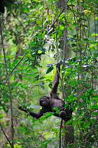 Western lowland gorilla (Gorilla gorilla gorilla) young  gorilla born in the wild to reintroduced gorillas, playing in tree, PPG reintroduction project  managed by Aspinall Foundation, Bateke Plateau...