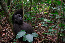 Western lowland gorilla (Gorilla gorilla gorilla) orphan juvenile age 5 years, PPG  reintroduction project managed by Aspinall Foundation, Bateke Plateau National Park, Gabon, June 2011