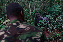 Aspinall Foundation workers tracking reintroduced Western lowland gorillas (Gorilla gorilla gorilla) including silverback. PPG  reintroduction project managed by Aspinall Foundation, Bateke Plateau Na...