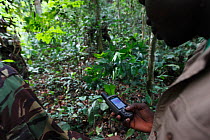 Aspinall Foundation workers tracking reintroduced Western lowland gorillas (Gorilla gorilla gorilla). PPG  reintroduction project managed by Aspinall Foundation, Bateke Plateau National Park, Gabon, J...