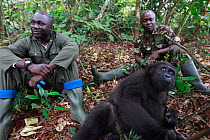 Aspinall Foundation workers with Western lowland gorilla (Gorilla gorilla gorilla) orphan juvenile age 5 years, PPG  reintroduction project managedby Aspinall Foundation, Bateke Plateau National Park,...